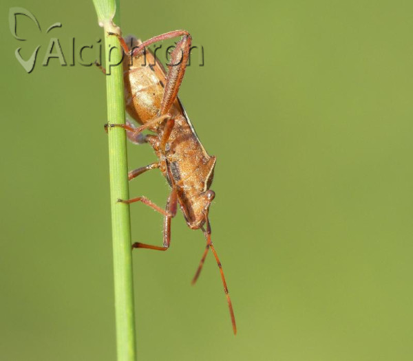 Camptopus lateralis