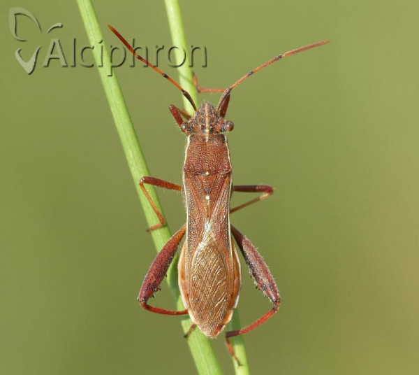Camptopus lateralis