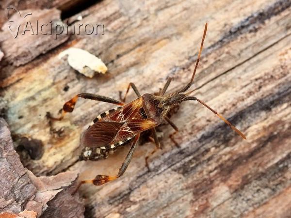 Leptoglossus occidentalis