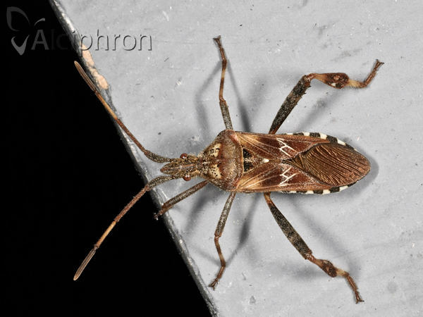 Leptoglossus occidentalis