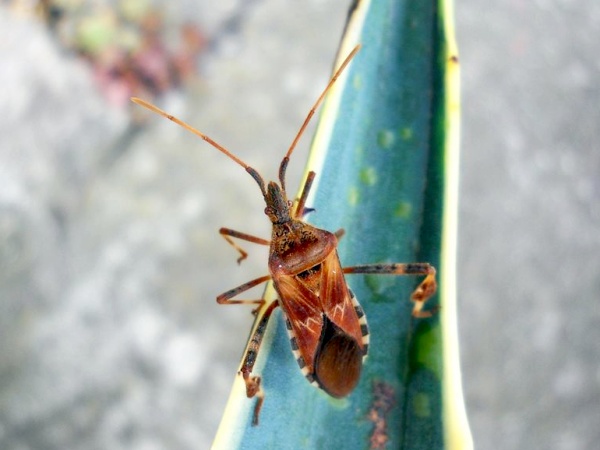 Leptoglossus occidentalis
