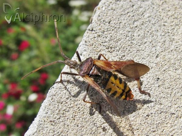 Leptoglossus occidentalis