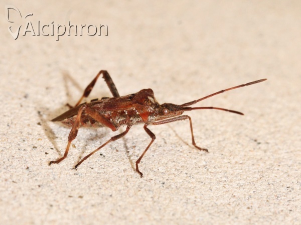 Leptoglossus occidentalis