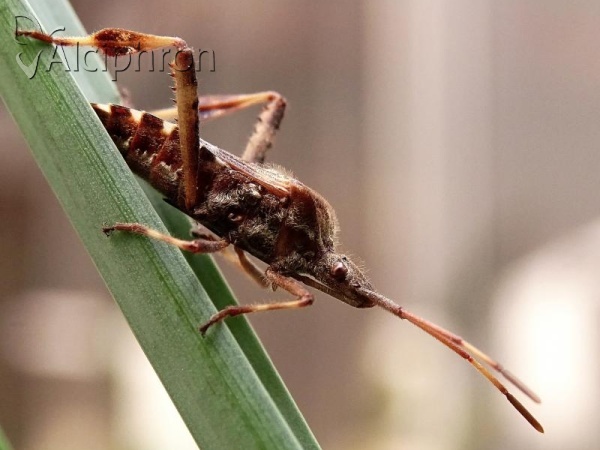 Leptoglossus occidentalis
