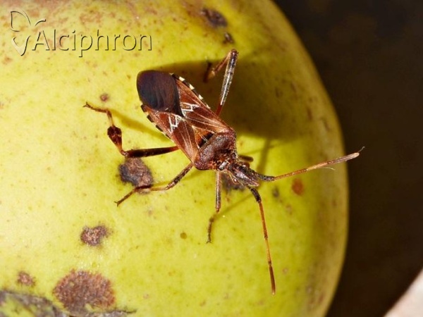 Leptoglossus occidentalis