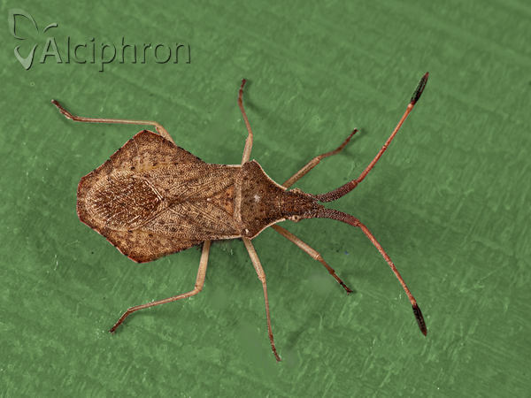 Syromastus rhombeus