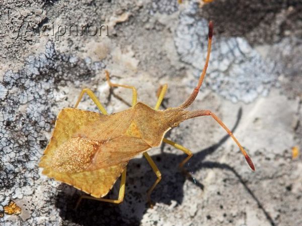 Syromastus rhombeus