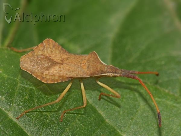 Syromastus rhombeus