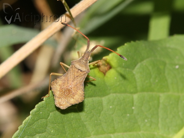 Syromastus rhombeus