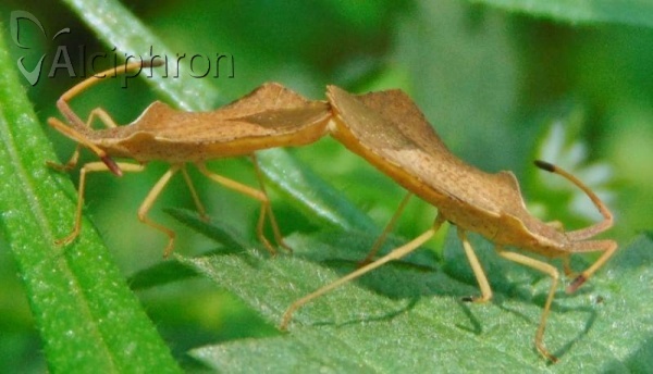 Syromastus rhombeus