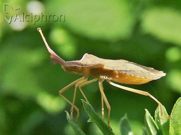 Syromastus rhombeus