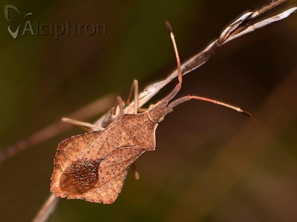 Syromastus rhombeus