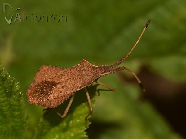 Syromastus rhombeus