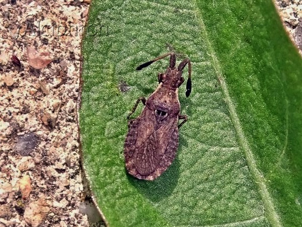 Spathocera laticornis