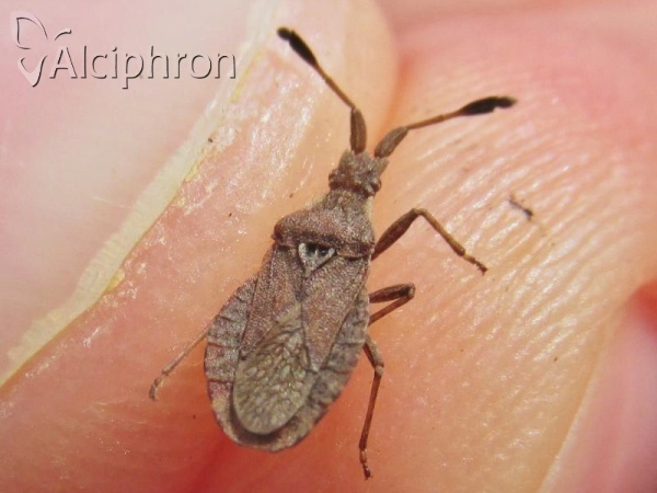 Spathocera laticornis