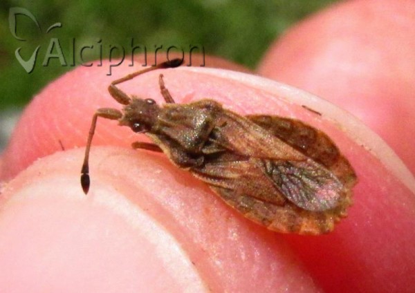 Spathocera lobata