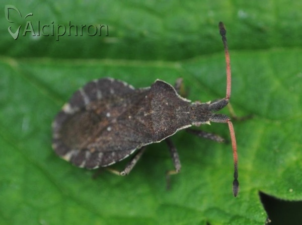 Enoplops scapha