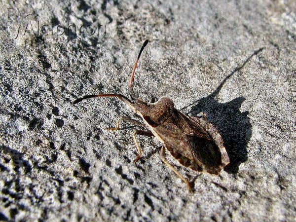 Enoplops scapha