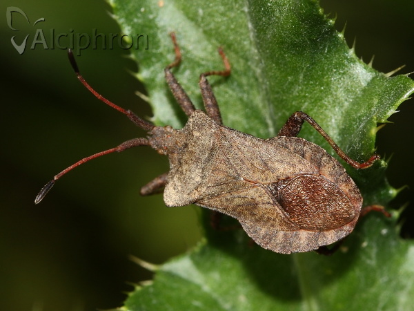 Coreus marginatus