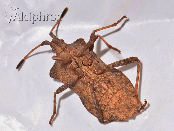 Coreus marginatus