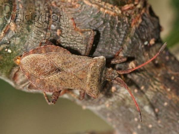 Coreus marginatus