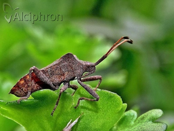 Coreus marginatus