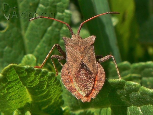 Coreus marginatus