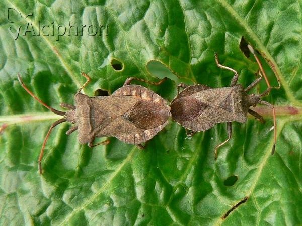 Coreus marginatus