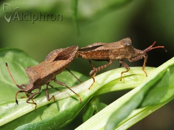 Coreus marginatus