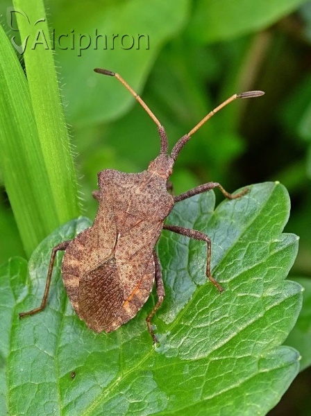 Coreus marginatus