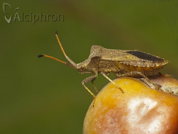 Coreus marginatus