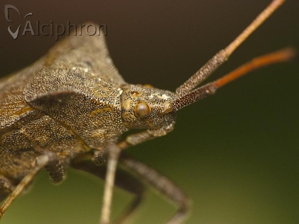 Coreus marginatus