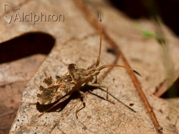 Centrocoris spiniger