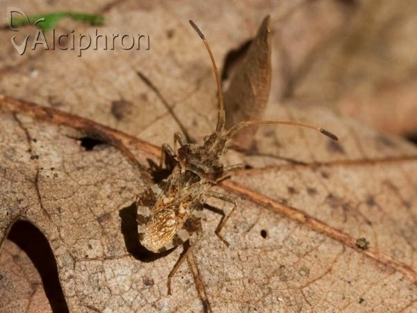 Centrocoris spiniger