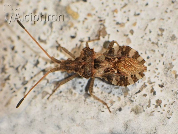 Centrocoris spiniger