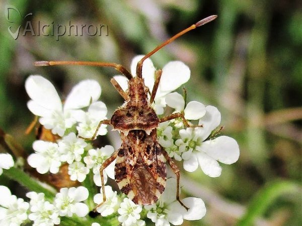Centrocoris spiniger