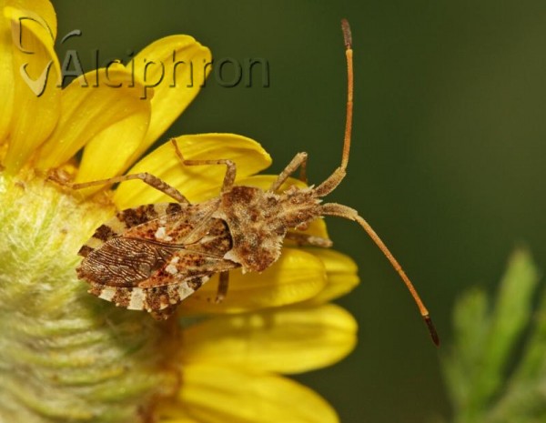Centrocoris spiniger