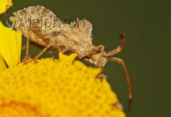 Centrocoris spiniger