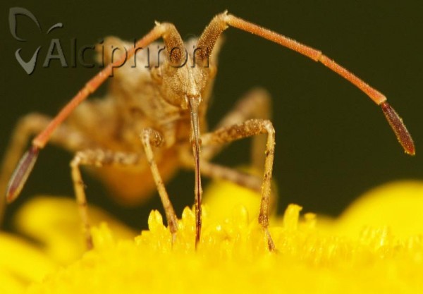 Centrocoris spiniger