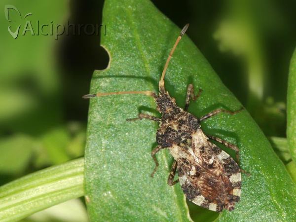 Centrocoris variegatus