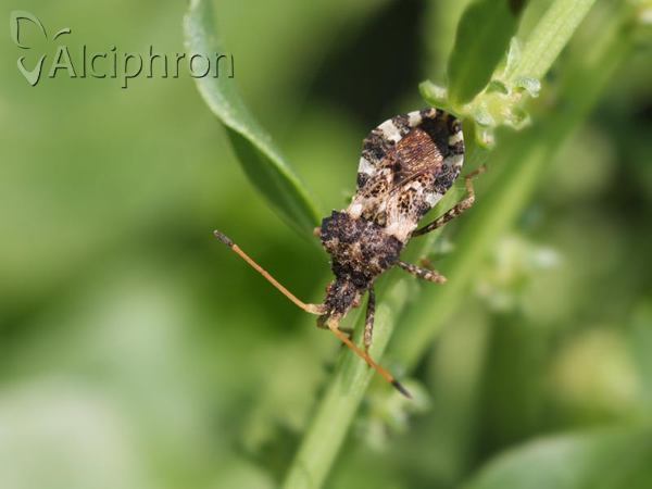 Centrocoris variegatus