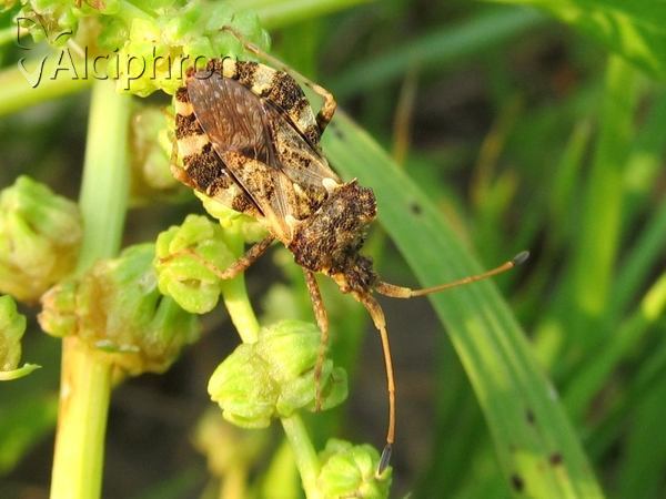 Centrocoris variegatus