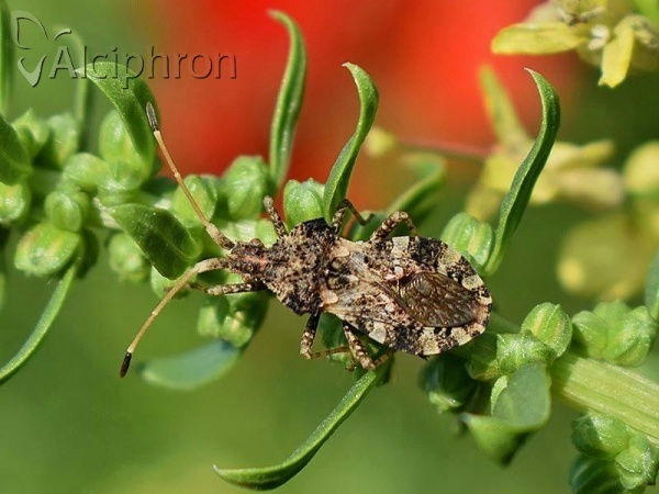 Centrocoris variegatus