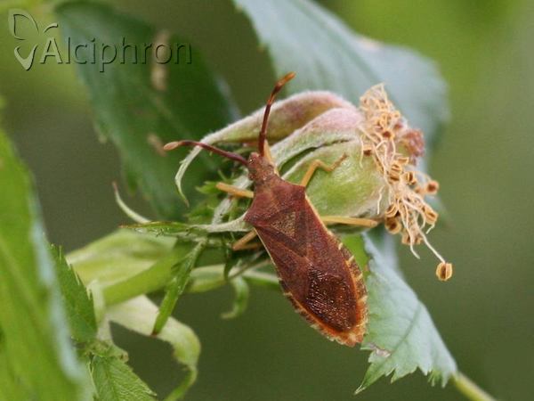 Gonocerus acuteangulatus