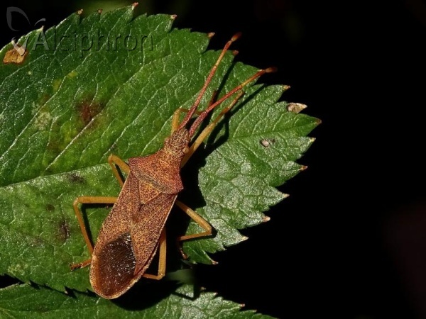 Gonocerus acuteangulatus