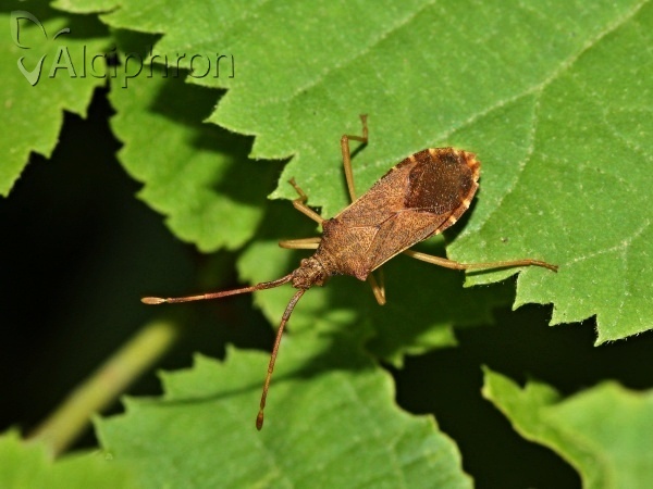 Gonocerus acuteangulatus