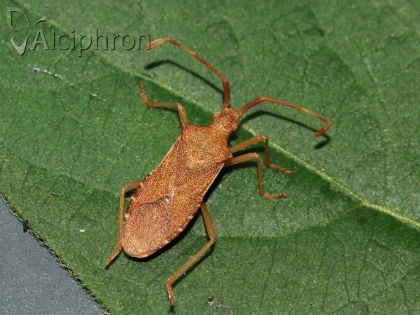 Gonocerus acuteangulatus