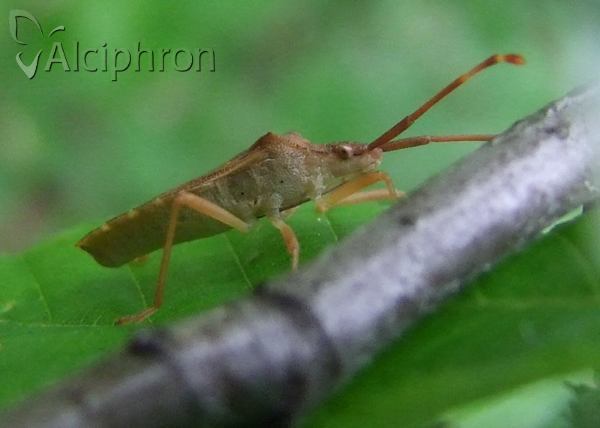 Gonocerus acuteangulatus