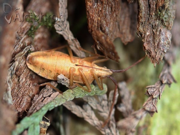 Gonocerus acuteangulatus