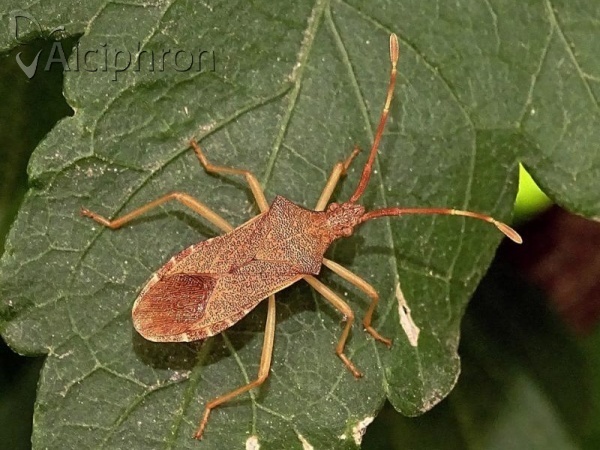Gonocerus acuteangulatus